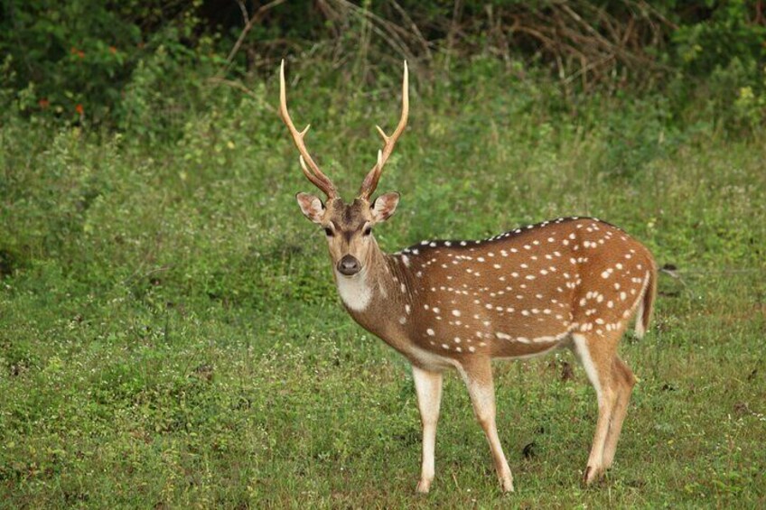 Yala National Park Safari from Beruwala