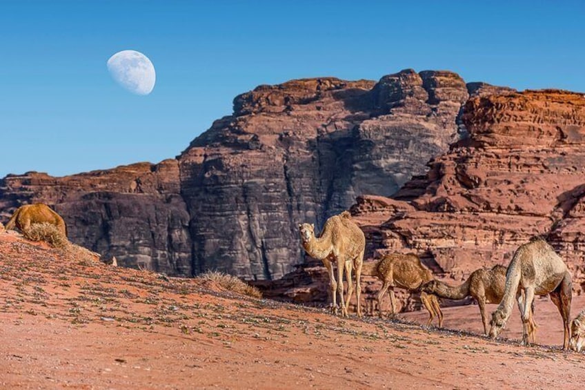 Wadi Rum