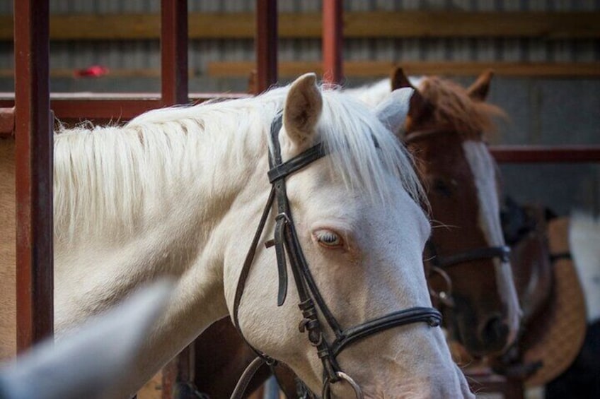 Beach & countryside horse riding. Mayo. Guided. 1 & 2 hour options.