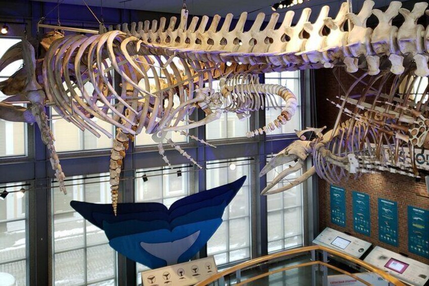 Explore "Whales Today" at the New Bedford Whaling Museum.