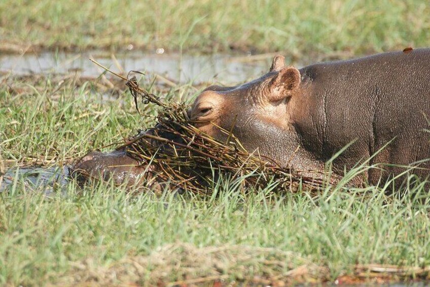 Chobe Day Trip