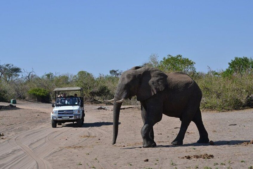 Chobe Day Trip