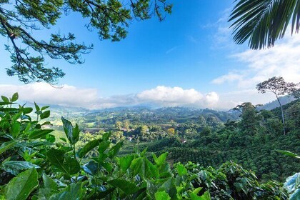 Full Day Tour of Cocora Valley, Salento, and Coffee Farm Tour (from Salento...