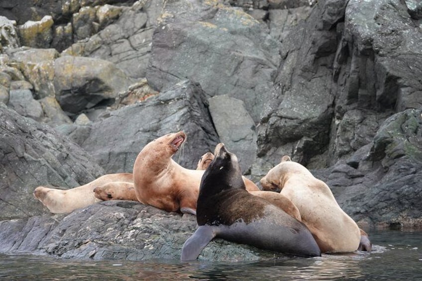 Steller and Californian Sea Lions!