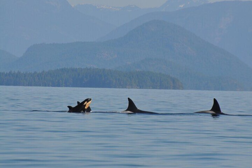 Orca!