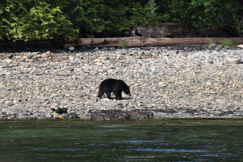 Black bear along a shoreline!
