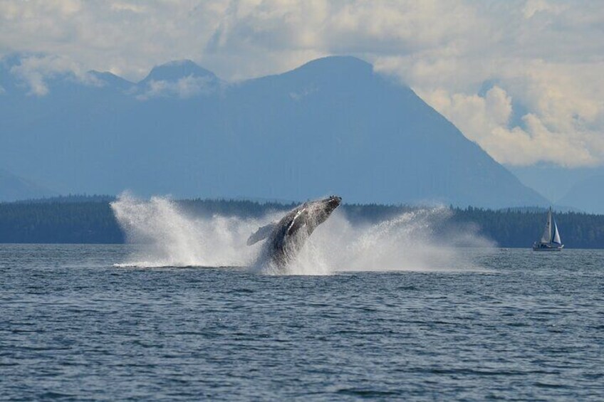 6 hour Covered Boat Whale Watching Tour