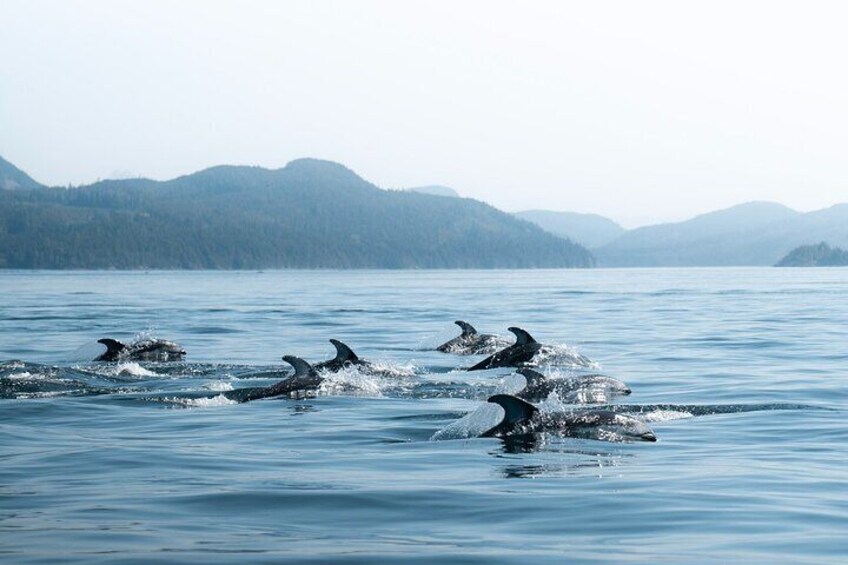 Pacific White Sided Dolphins