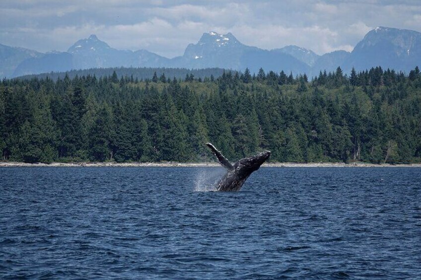 A breaching humpback