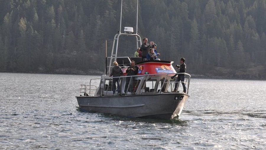 4 hour Covered Boat Whale and Wildlife Tour