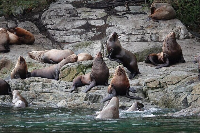 Steller Sea Lions