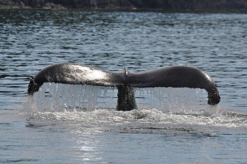 4 hour Covered Boat Whale and Wildlife Tour