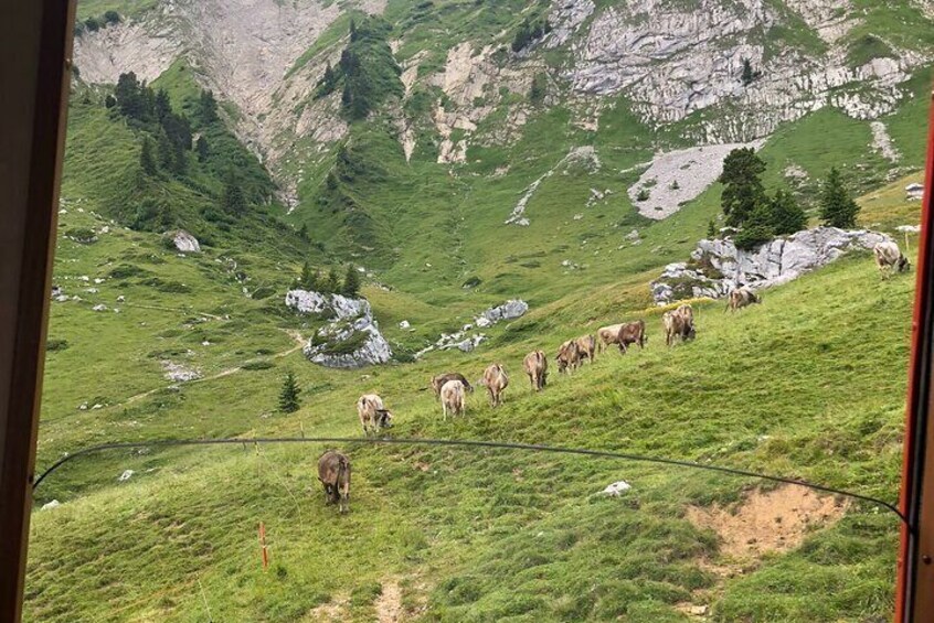 Mount-Pilatus Heritage & Beer Delight From Basel