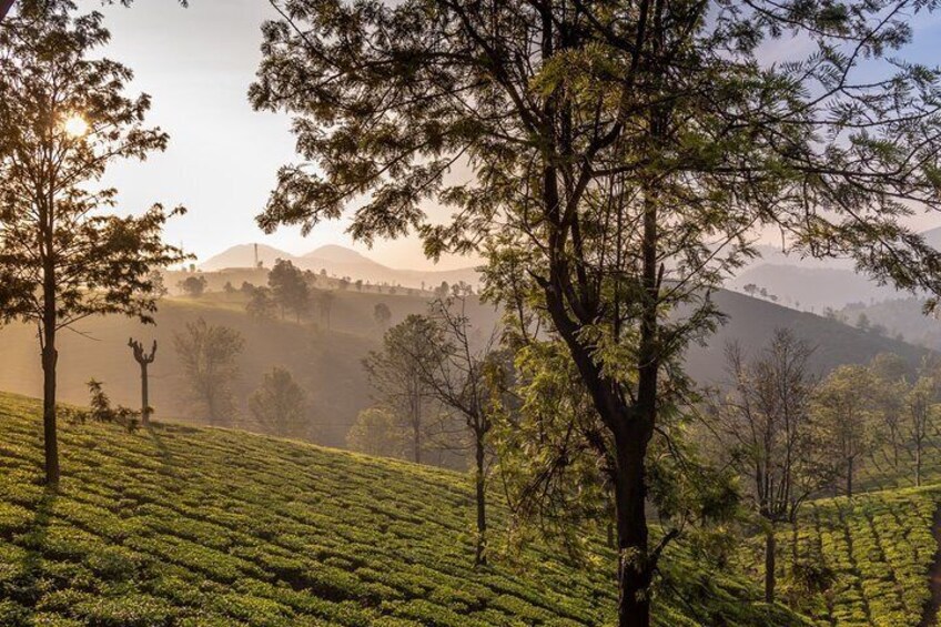 Day Trip to Coonoor (Guided Sightseeing Tour by Car from Ooty)