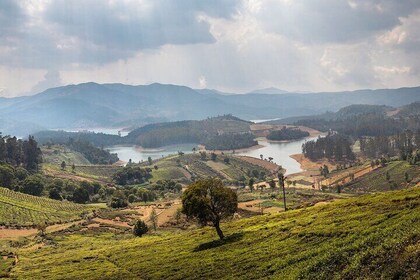 Tagesausflug nach Coonoor (geführte Besichtigungstour mit dem Auto von Ooty...