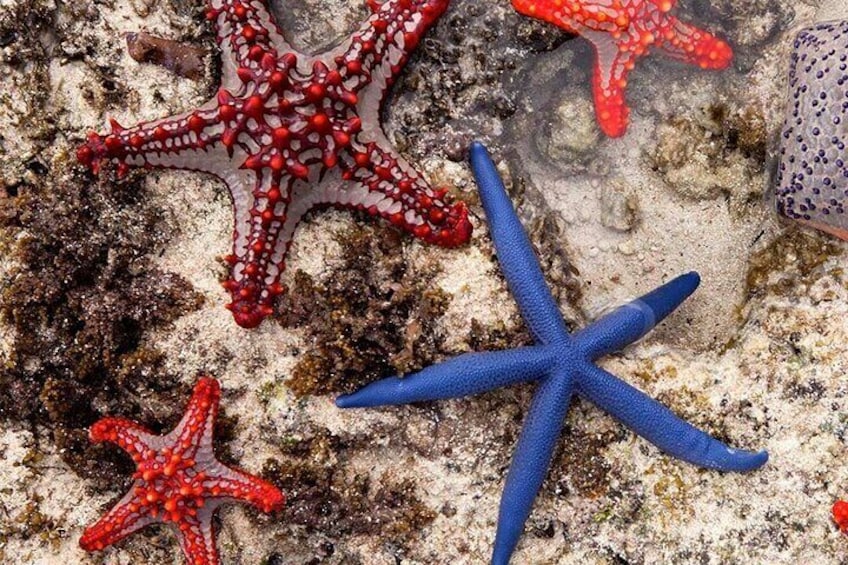 Starfish Adventure; Blue Lagoon Snorkeling Tour; The Rock Restaurant; The Island Pongwe Restaurant; Secret Garden Restaurant