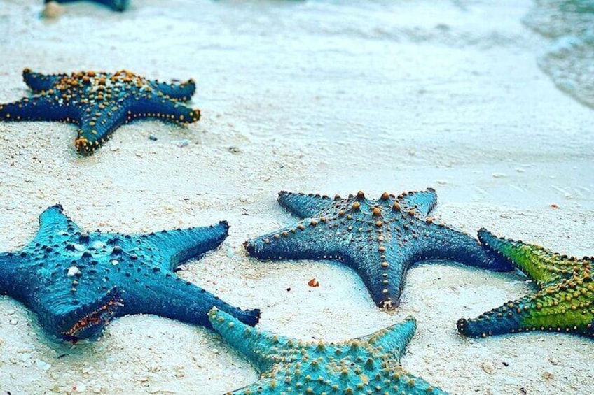 Starfish Adventure; Blue Lagoon Snorkeling Tour; The Rock Restaurant; The Island Pongwe Restaurant; Secret Garden Restaurant