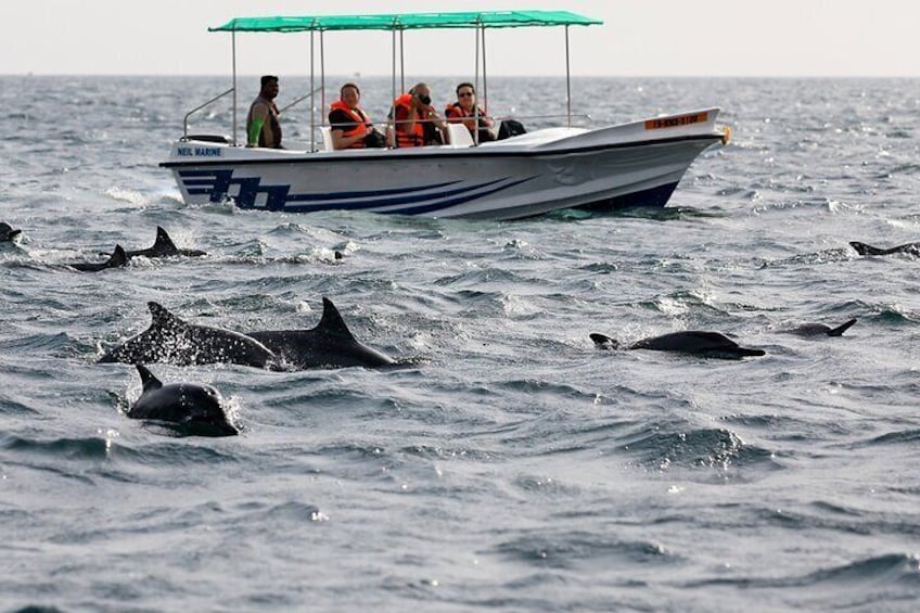 Whale Watching Boat Tour from Ahungalla