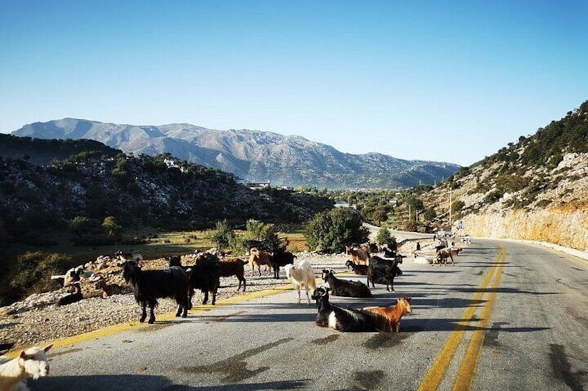 Chania Private Jeep Safaris: White Mountains & Samaria from Above