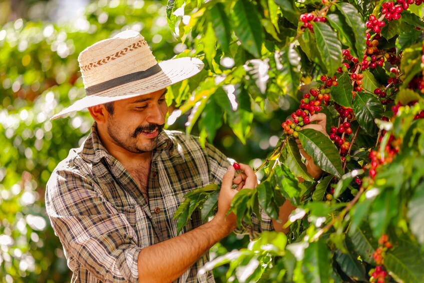 Visit to an Original Historic Coffee Farm & Transfer