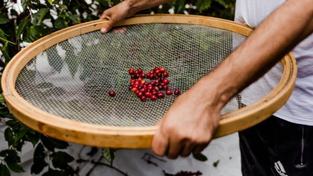 Visit to an Original Historic Coffee Farm & Transfer