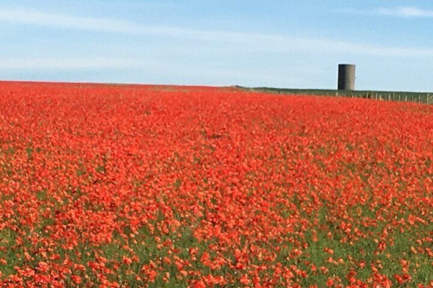 Poppy's at Stonehenge