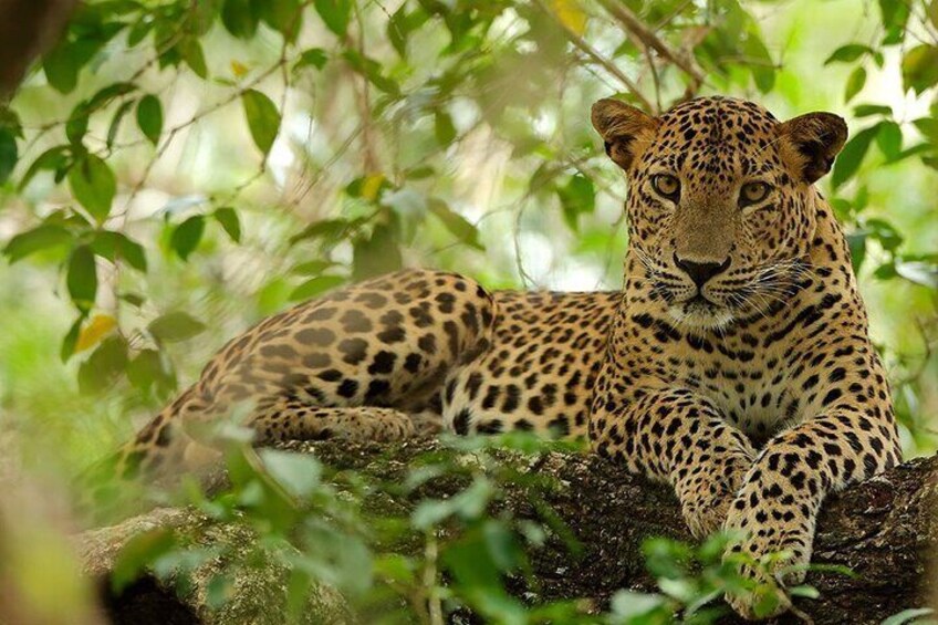 yala_national_park