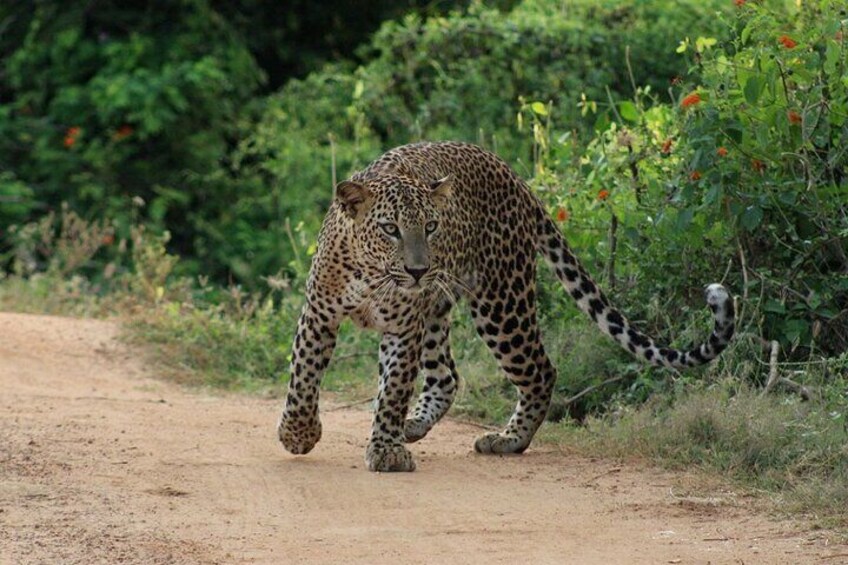 yala_national_park