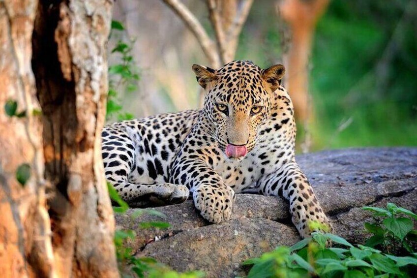 yala_national_park