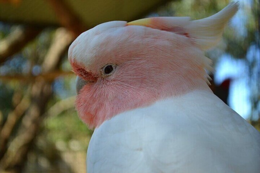 Galah