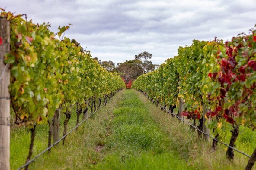 From Melbourne: Hop On Hop Off Mornington Peninsula