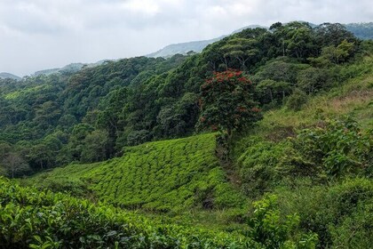 Treking / Bird Watching / Excursion at Sinharaja Rain Forest