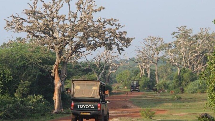Bundala national park
