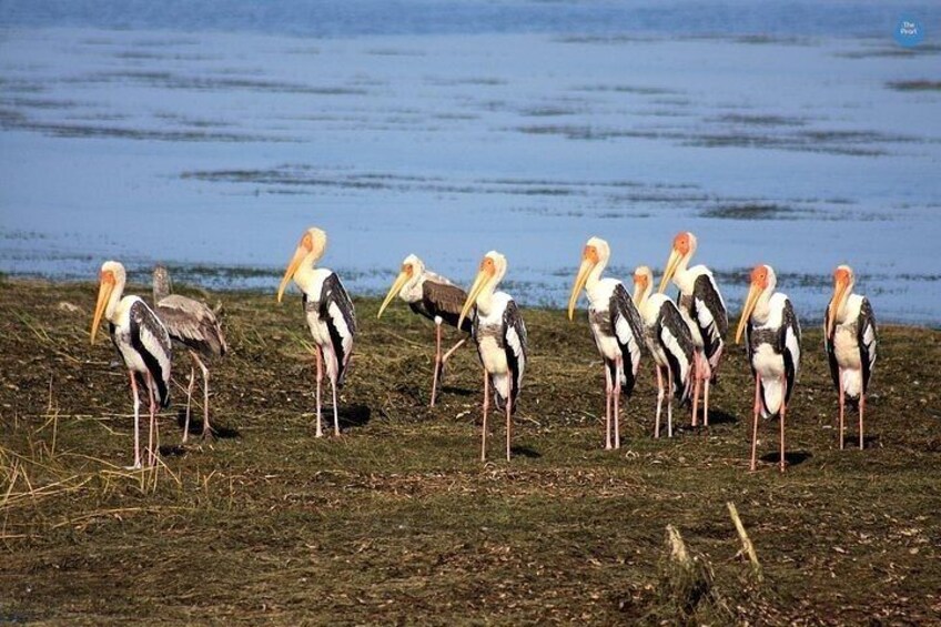 Bundala national park