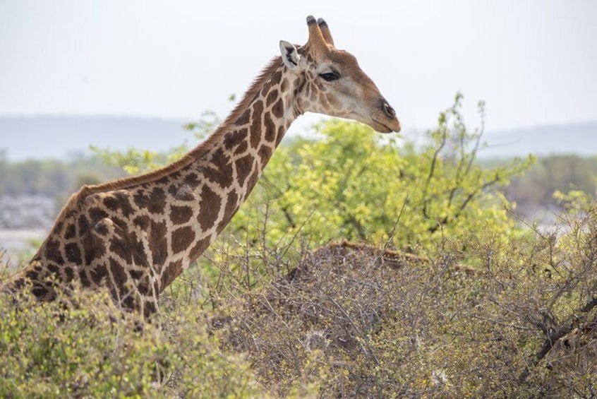 Watch out for giraffe in Etosha National Park