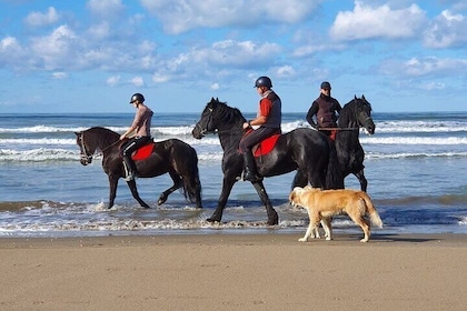 Horseback riding in Durrës