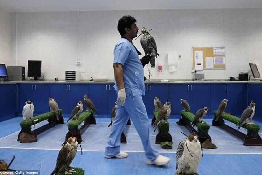 Experience Abu Dhabi Falcon Hospital Tour