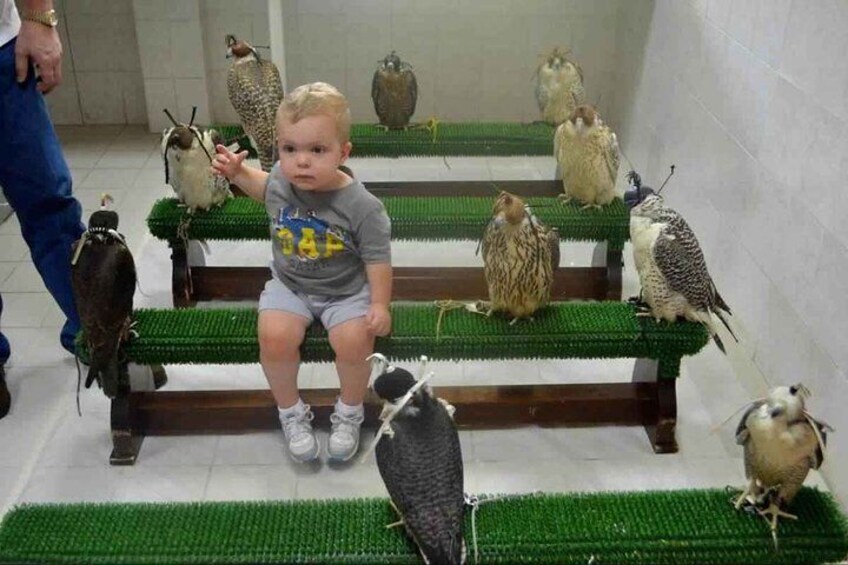 Experience Abu Dhabi Falcon Hospital Tour