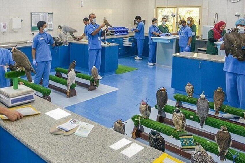 Experience Abu Dhabi Falcon Hospital Tour