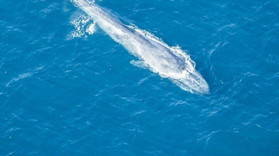 Arial Whale Watching by Airplane from Koggala Airport