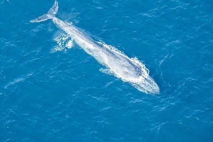 Arial Whale Watching by Aeroplane from Koggala Airport (KCT)