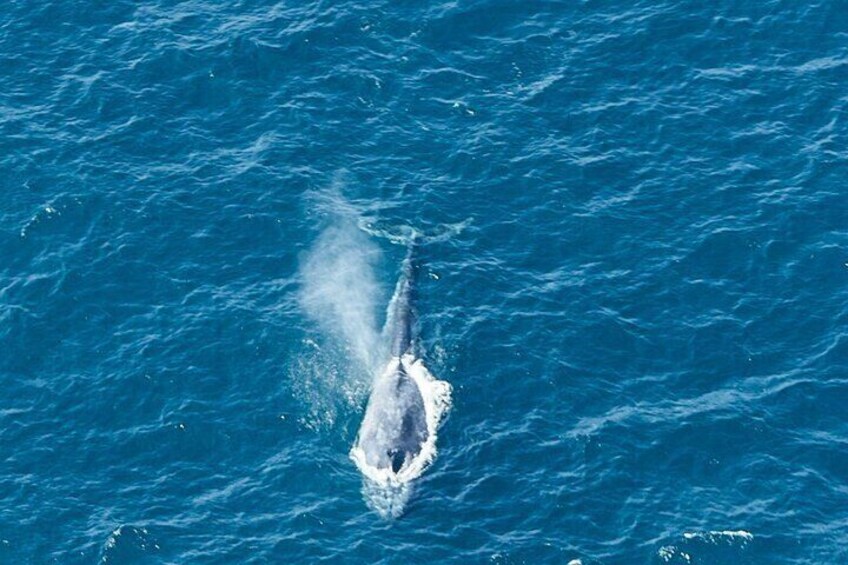 Arial Whale Watching by Airplane from Koggala Airport (KCT)