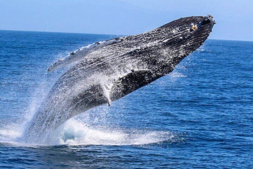 Whale Watching Boat Tour from Koggala