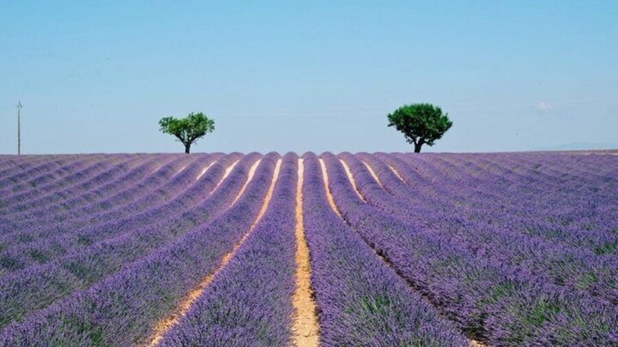 GUIDED TOUR: Lavender fields, the Gorges du Verdon