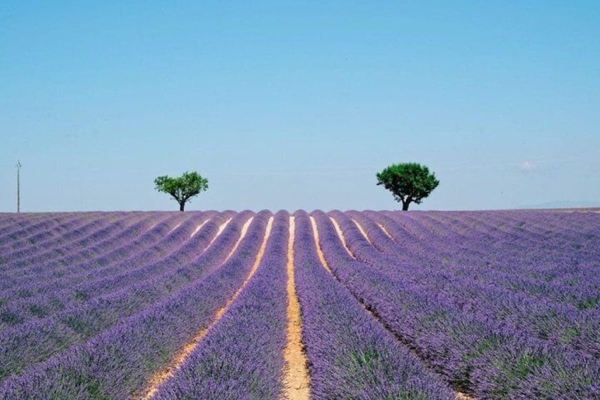 GUIDED TOUR: Lavender fields, the Gorges du Verdon