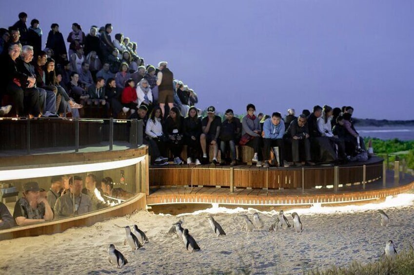 The Penguin Parade is the culmination of the tour. Ask us about the 'Upgrade Seat' Options to make the most of your exp/Users/jameswilliams/Desktop/phillip island/TOkwd77k.jpegerience.