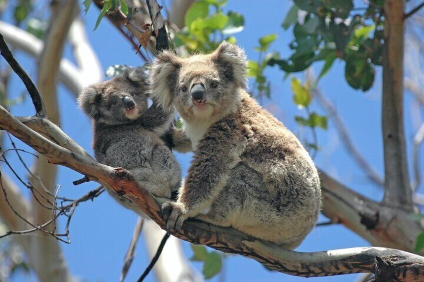 We visit the Koala Conservation Centre, to lear about and spot some of these cuddly creatures.