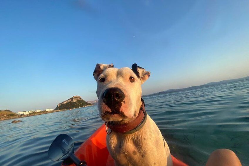 Kayak tour in the dolphin habitat