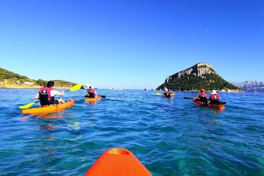 Kayak tour in the dolphin habitat