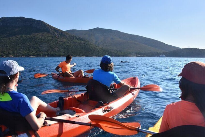 Kayak tour with aperitif and dolphins